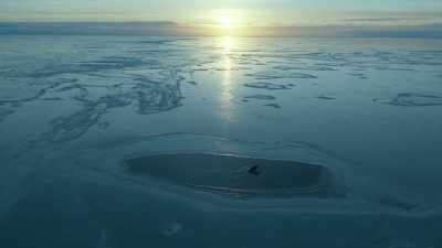 [bellows] - Prehistoric Planet