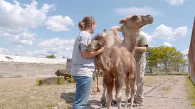 (bellows) - Secrets of the Zoo