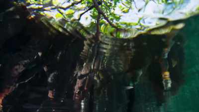 Below the water,
their arching aerial roots - Blue Planet II