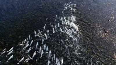 "Belugas use complex language" - Secrets of the Whales