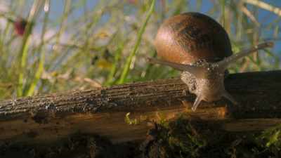 Beneath a European Meadow - Super/Natural