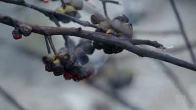 Beneath the ash, the seeds live on, - David Attenborough's Tasmania