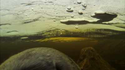 Beneath the ice,
the waterways keep flowing. - Wild Nordic