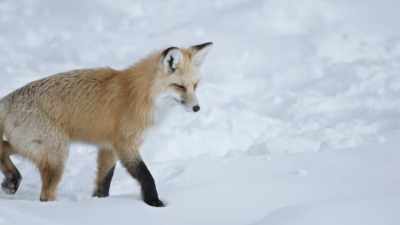 Beneath the snowpack - Epic Yellowstone