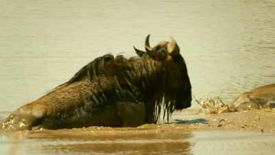 Beneath the surface,
the mud is a trap. - Serengeti