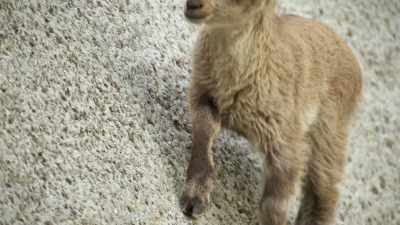 BENEDCIT: 150 feet up, - Super/Natural