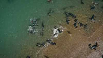 BENEDICT: And young pups learn to swim
in the shallows, - Super/Natural