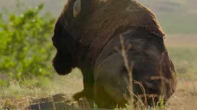 -BENEDICT: Bison.
-(BISON GROANS) - Super/Natural