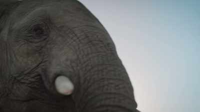 BENEDICT: But making sense
of life within the herd - Super/Natural