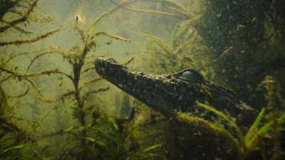 BENEDICT: Crocodiles detect vibrations
with their acutely sensitive skin. - Super/Natural