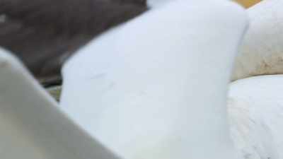 BENEDICT: Fights for nesting space
can last for two hours... - Super/Natural