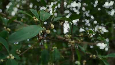 BENEDICT: Fruiting trees - Super/Natural