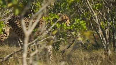 BENEDICT: In thick bush, - Super/Natural