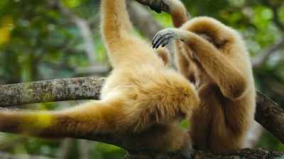 BENEDICT: Lar gibbon partnerships
can endure for decades. - Super/Natural