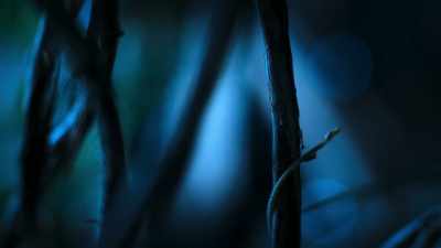 BENEDICT: Most plants do this with bright
and beautiful flowers... - Super/Natural