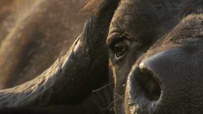 BENEDICT:
She can't take on a buffalo alone. - Super/Natural