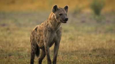 BENEDICT: The smartest predator... - Super/Natural