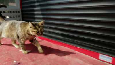 Bengü has been with us eight or nine years. - Kedi