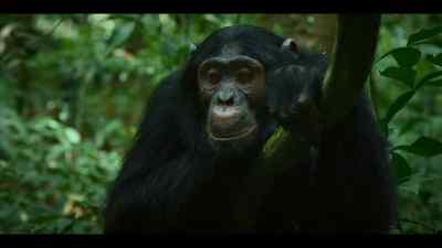 Bergl is an orphan, - Chimp Empire