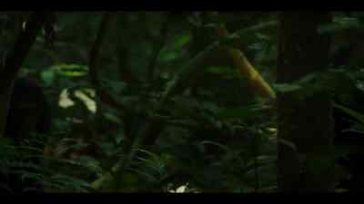 Bergl and Joya are finding their way. - Chimp Empire