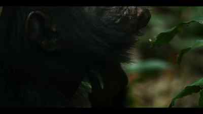 Bergl is still alone. - Chimp Empire
