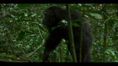 Bergl's little displays are enough to get him in trouble. - Chimp Empire