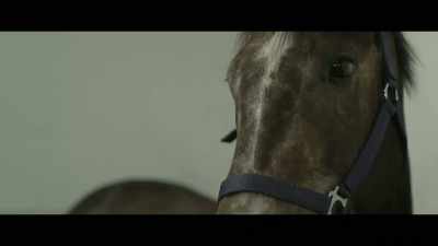 Berkshire Shadow's super.
A lovely temperament. - Horsepower