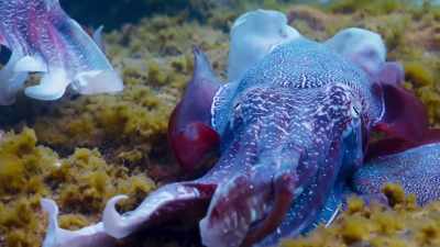 Beside Goliath and under his protection, - Blue Planet II