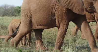 Besides feeding dung beetles, - The Elephant Queen