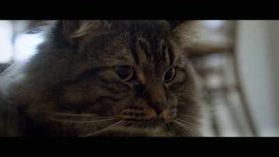 Besides, of course, like tigers, - Cat Daddies