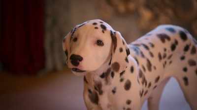 Best day ever! Anyone have a ball to fetch? - Phantom Pups