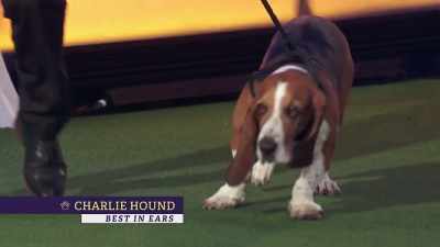 Best in Ears, Charlie Hound, - 2022 American Rescue Dog Show