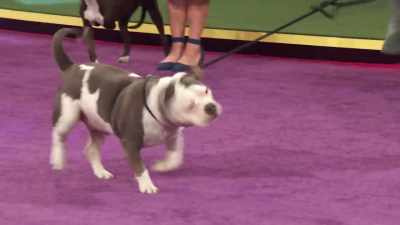 Best in Snoring
is Best in Rescue. - 2022 American Rescue Dog Show