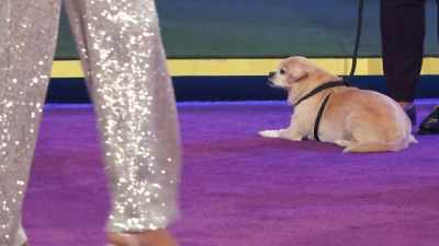 Best in Underbite
will advance to the finals - 2022 American Rescue Dog Show