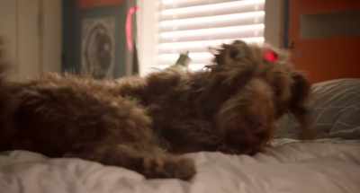 Best night's sleep ever.
Memory foam is no joke. - Think Like a Dog