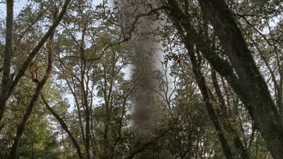 Bet that's what we were smelling. - The Walking Dead