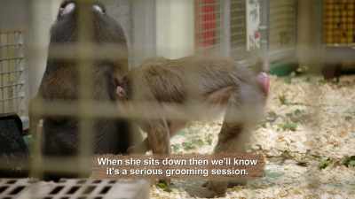 BETH: - Magic of Disney's Animal Kingdom