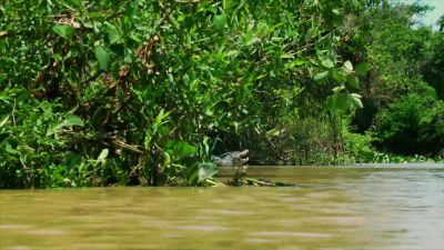 Better for her to hunt in less contested waters. - Hostile Planet