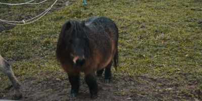 Better than your donkey. - Navalny