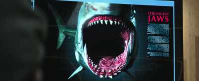 Between 70 and 90 feet.
21 to 27 meters. - The Meg