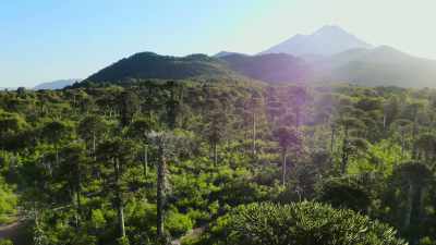 ...between which grow primeval forests. - Our Great National Parks