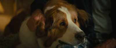 Between the three of us, - A Dog's Journey