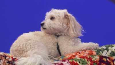 Biff clearly understands
what's at stake here. - 2022 American Rescue Dog Show