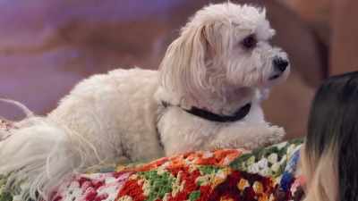 Biff immediately understands
what it is to be a couch potato - 2022 American Rescue Dog Show