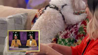 Biff -- Miniature Poodle mix Biff -- - 2022 American Rescue Dog Show