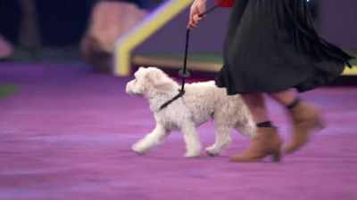 Biff's like, "That's me.
That's me." - 2022 American Rescue Dog Show