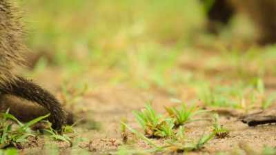 Big brother Quboua comes to the rescue, - Wild Babies