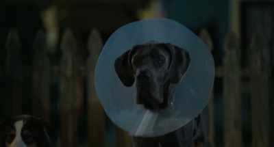 ♪ Big dog status,
big dog baggage ♪ - Strays