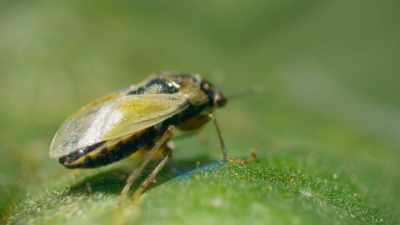 Big-eyed bugs, - The Green Planet
