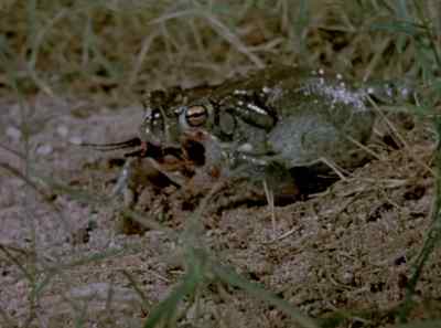 Big toad bites little beetle. - The Living Desert